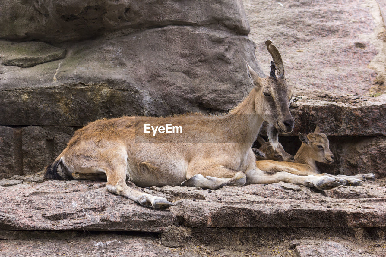 VIEW OF A LION