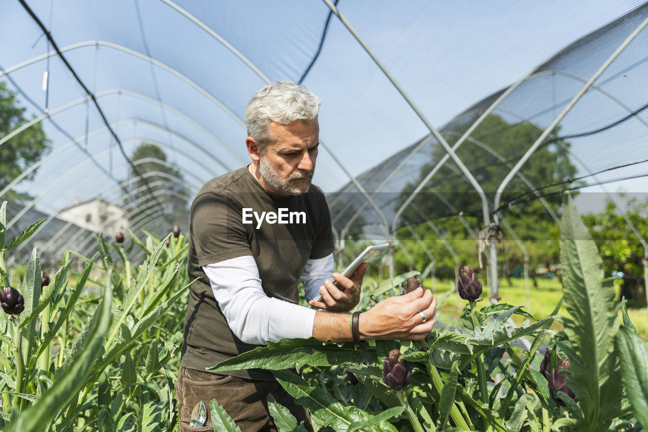 Farmer with tablet pc examining quality of artichoke in greenhouse on sunny day