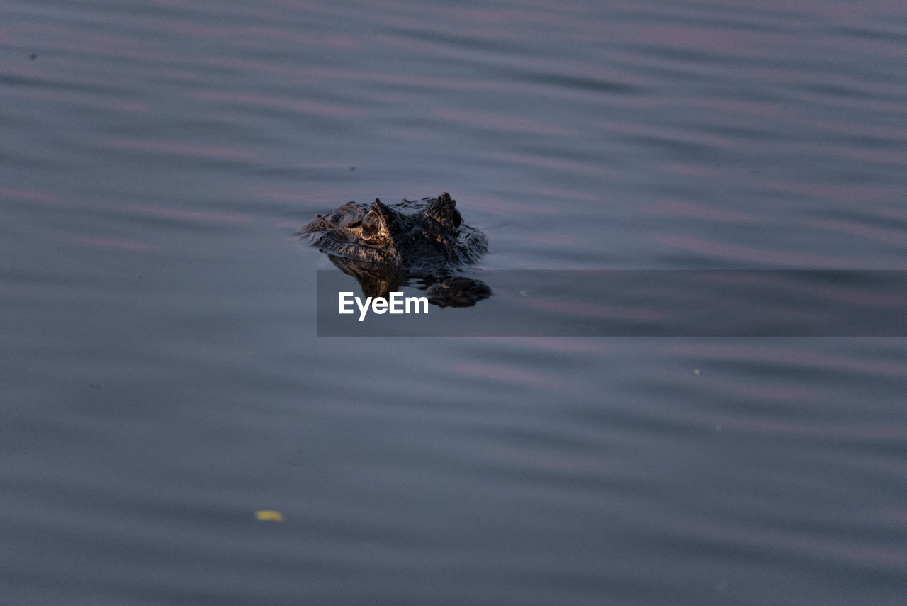 HIGH ANGLE VIEW OF BIRD SWIMMING IN A LAKE