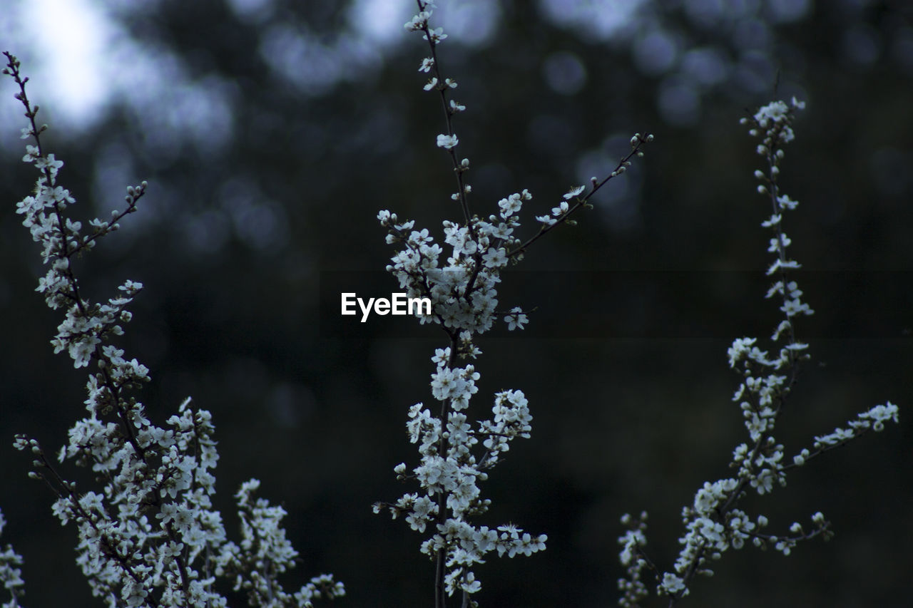 CLOSE-UP OF WATER DROPS ON SPIDER WEB AGAINST BLURRED PLANTS