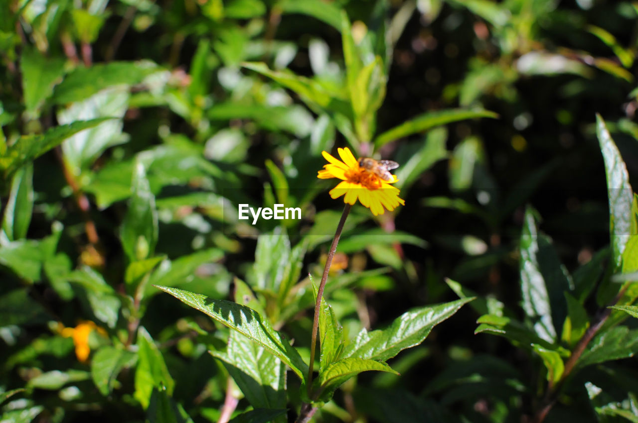 CLOSE-UP OF YELLOW FLOWER