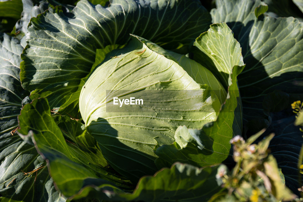 leaf, food and drink, food, plant part, plant, healthy eating, vegetable, freshness, green, flower, growth, nature, agriculture, no people, close-up, wellbeing, organic, produce, beauty in nature, land, outdoors, crop, garden, vegetable garden, day, cabbage, farm, field, full frame, sunlight