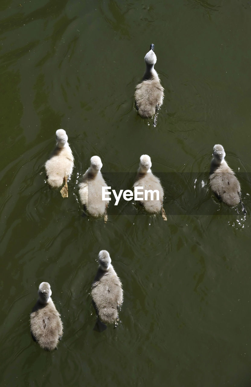 HIGH ANGLE VIEW OF DUCKS IN LAKE