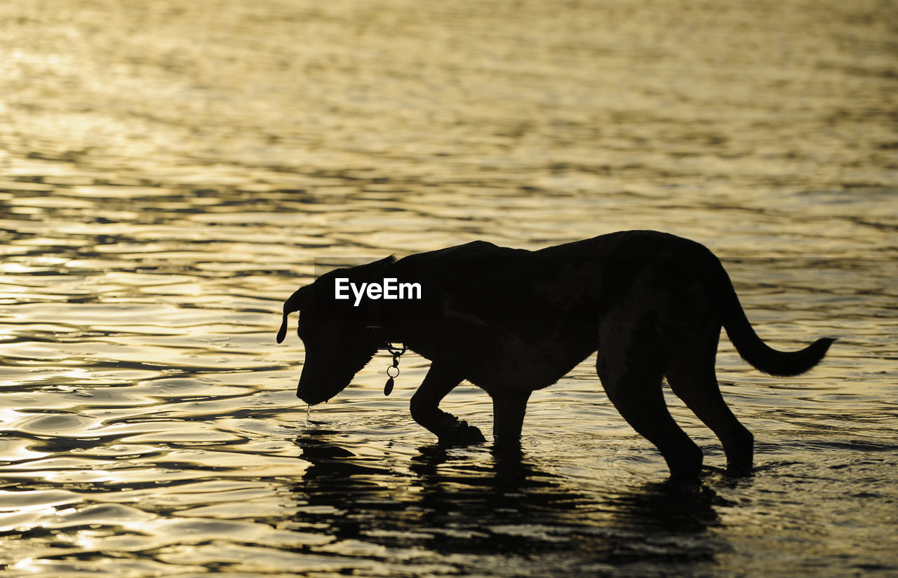 Silhouette catahoula leopard dog in lake