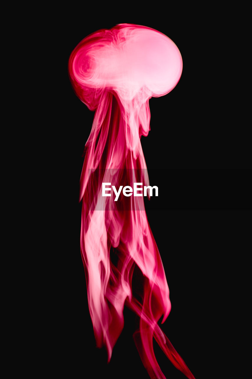 CLOSE UP OF PINK FLOWER