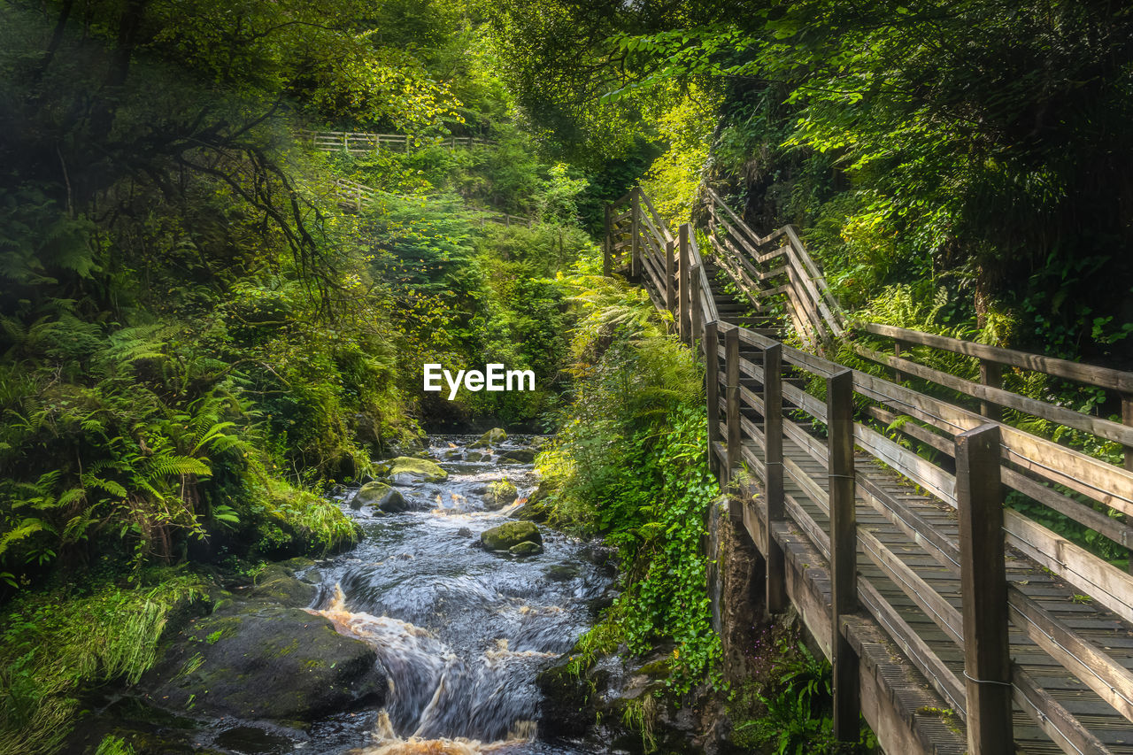 Wooden boardwalk running alongside river surrounded by green forest of glenariff forest park