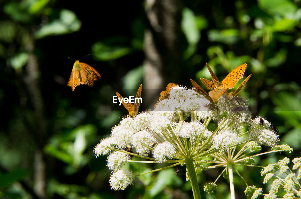 Butterfly perching and flying around flowers