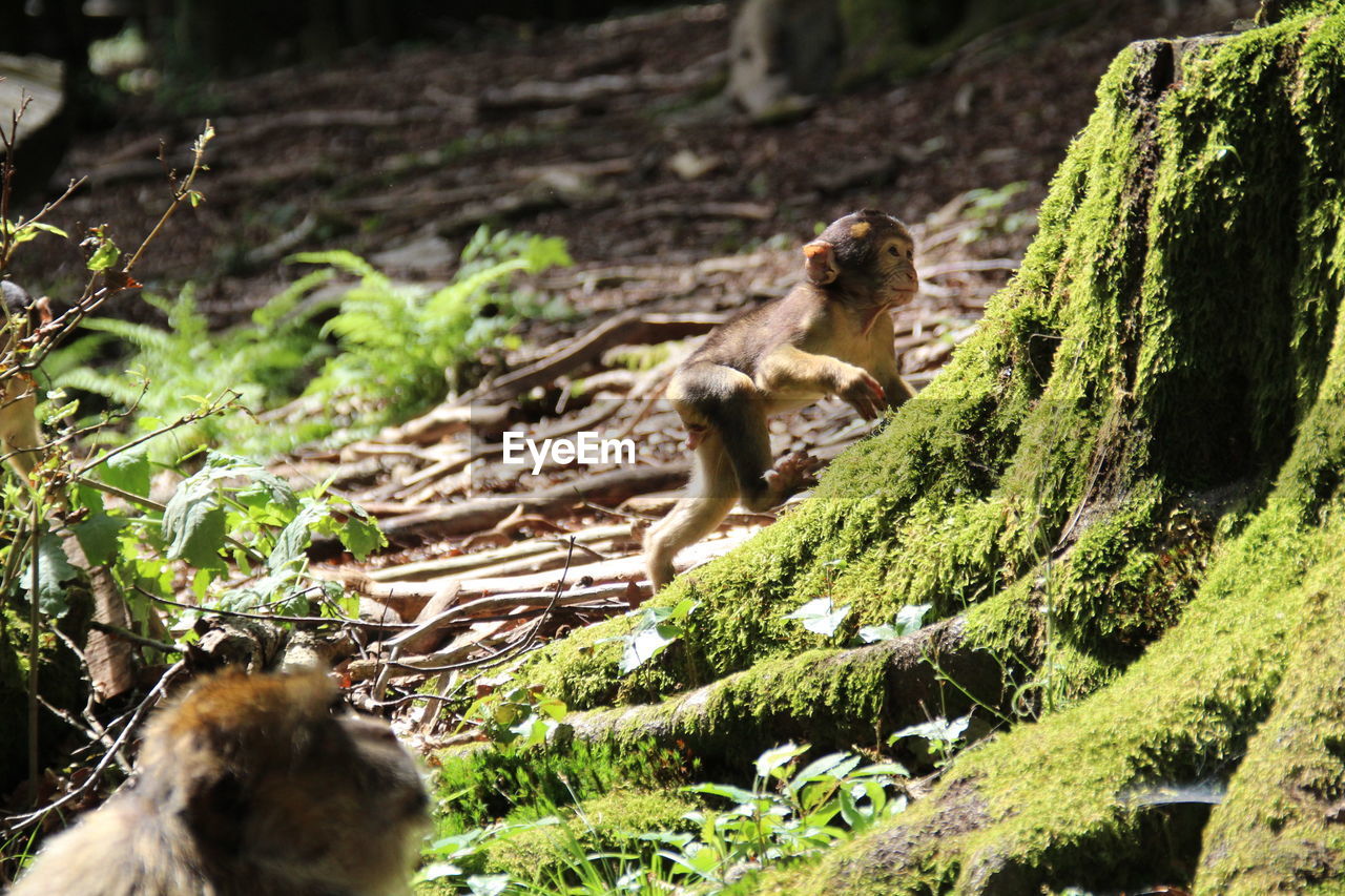 CLOSE-UP OF MONKEY IN FOREST