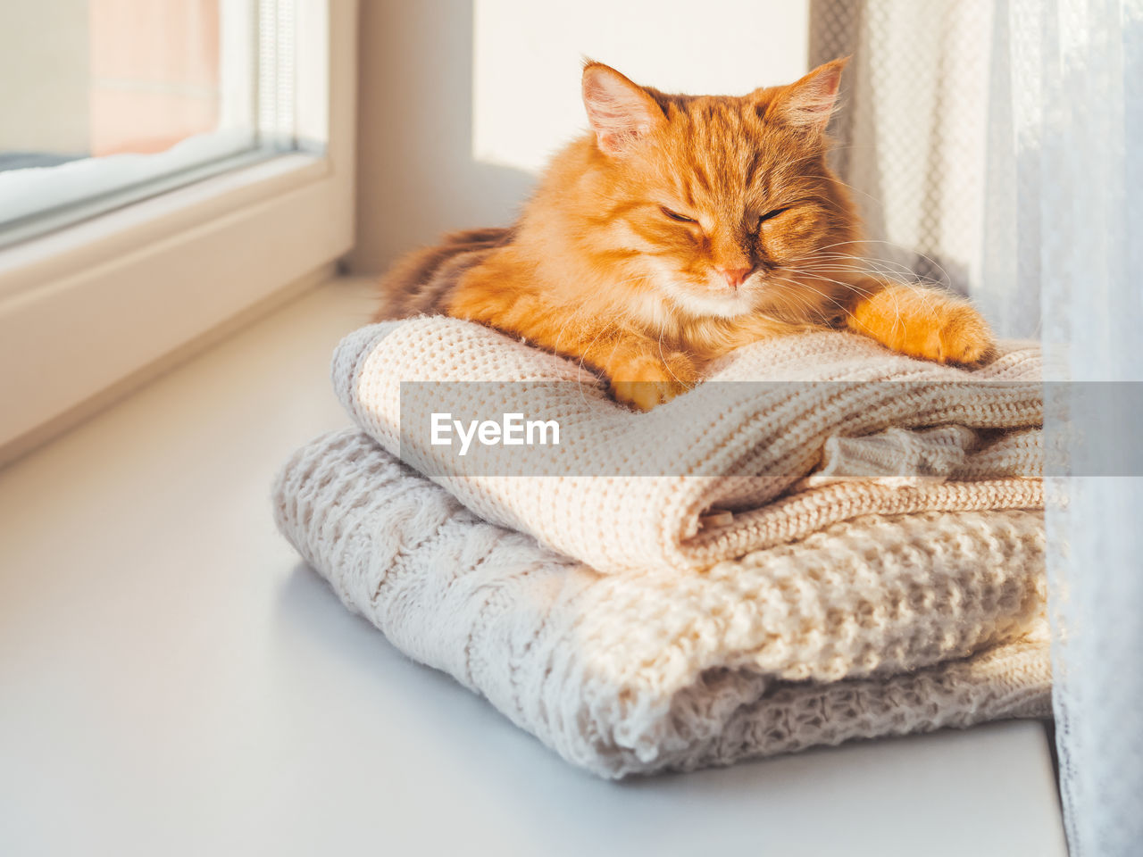 Cute ginger cat sleeps on pile of cable-knitted sweaters. winter sunset. fluffy pet on window sill.