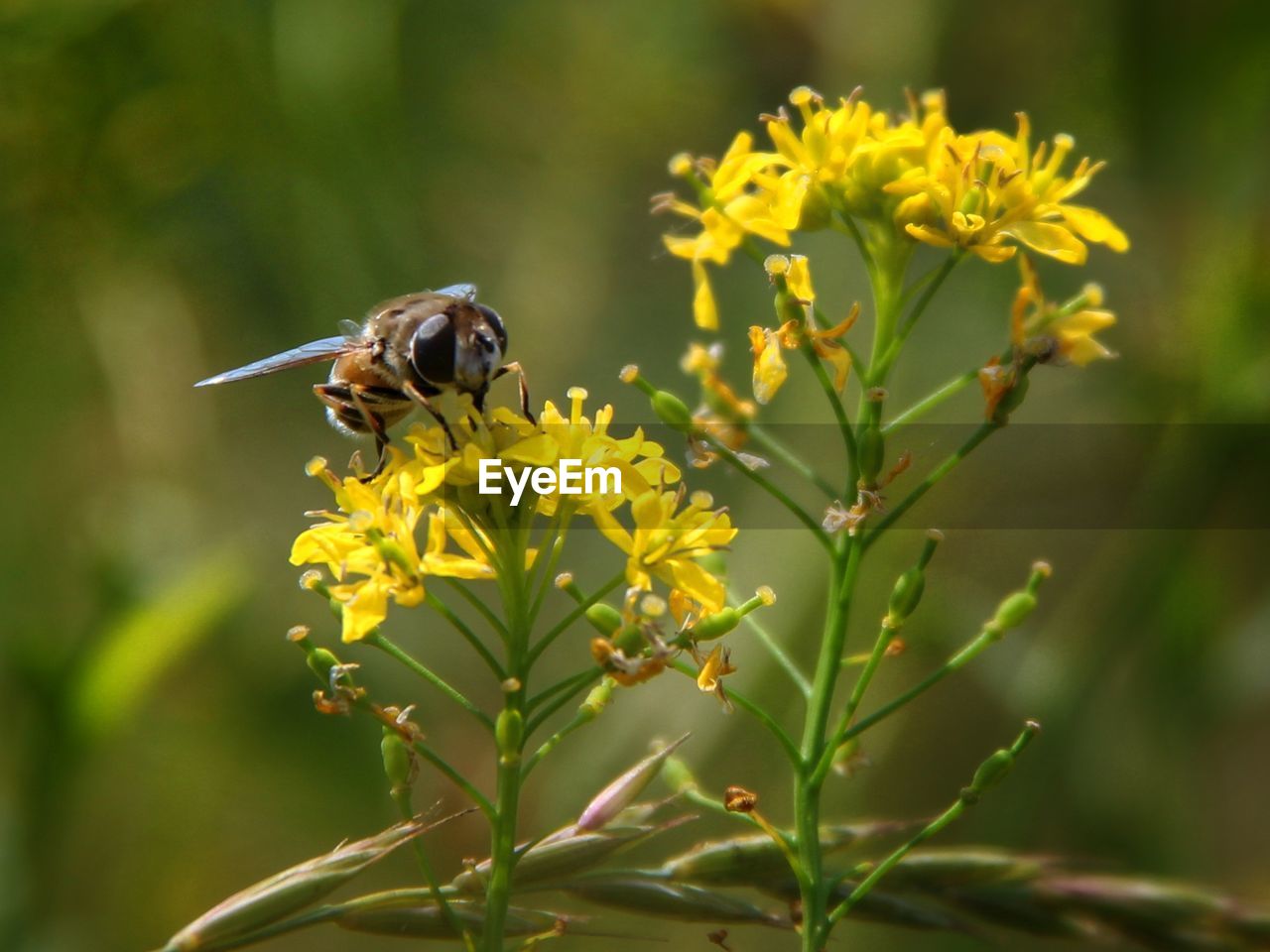 CLOSE-UP OF HONEY BEE POLLINATING ON FLOWER