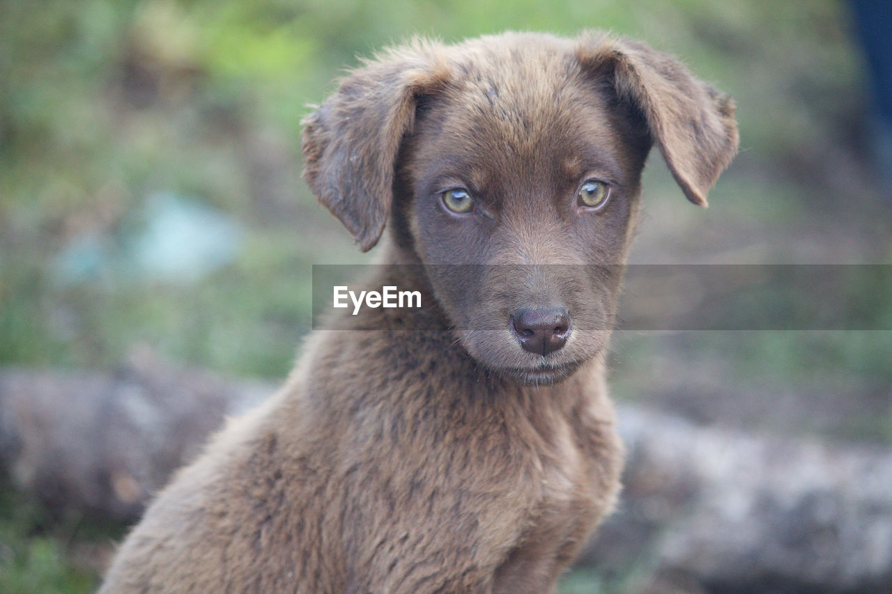 Rural dog a symbol of innocence 