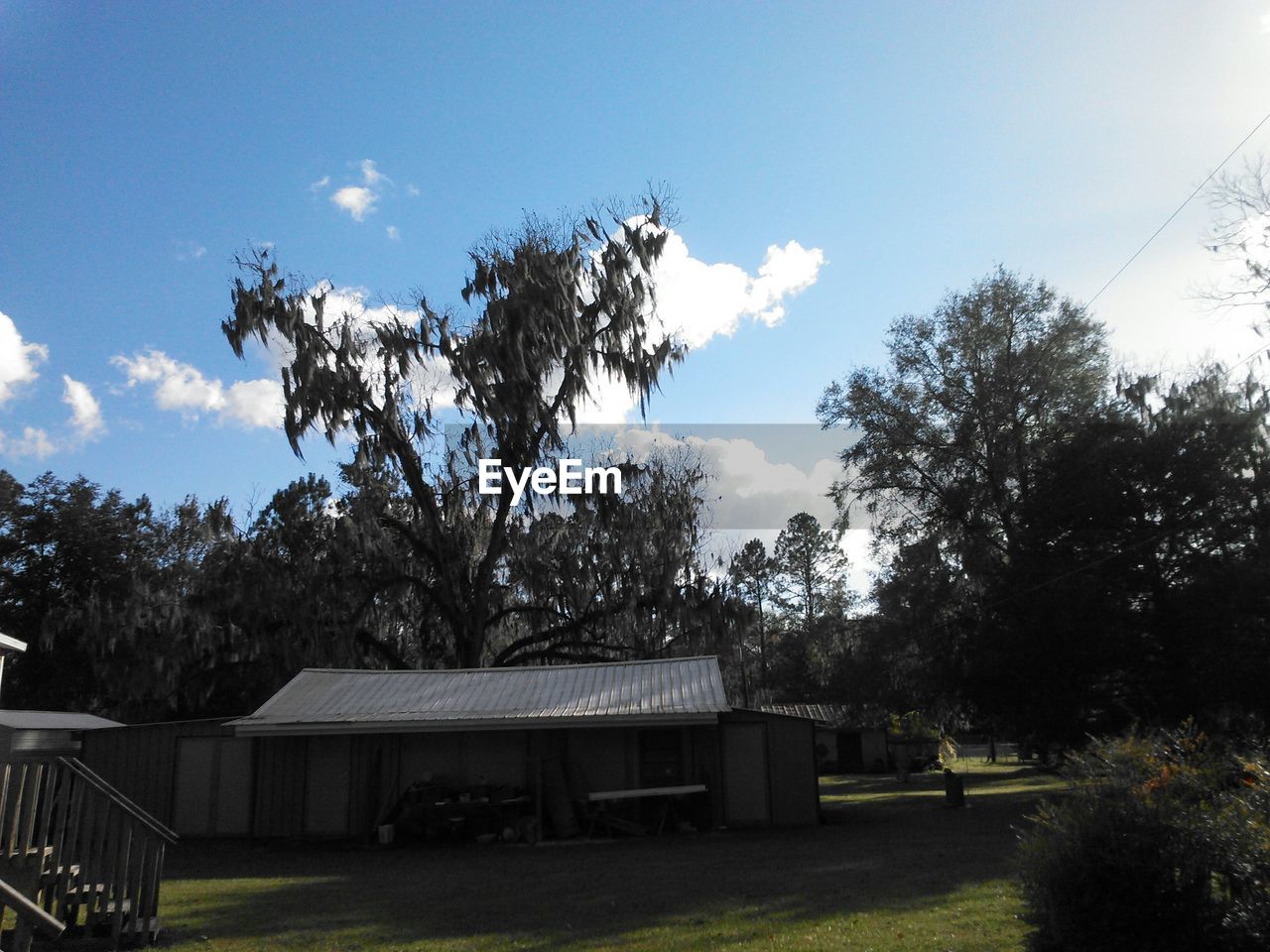 TREES ON FIELD