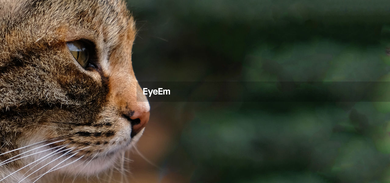 Selective focus. banner with a muzzle of a striped cat in profile, copy space.