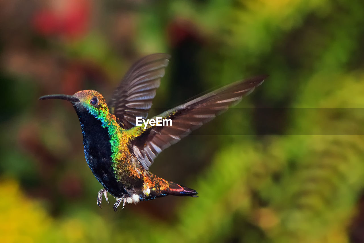 Close-up of flying hummingbird