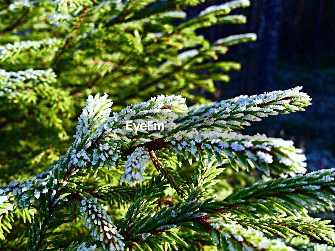 Close-up of snow covered fir tree