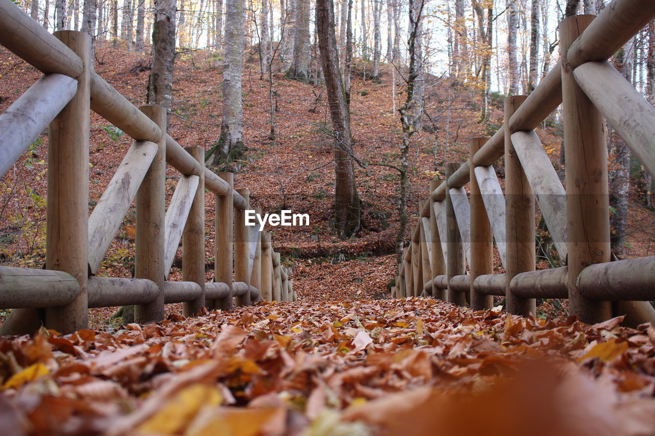 Autumn leaves on tree trunk in forest