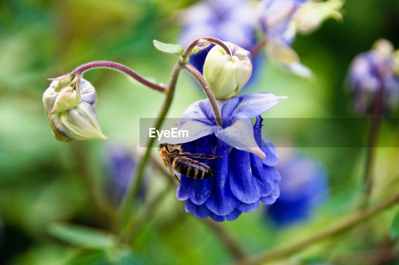 Close-up of bee pollinating on purple columbine