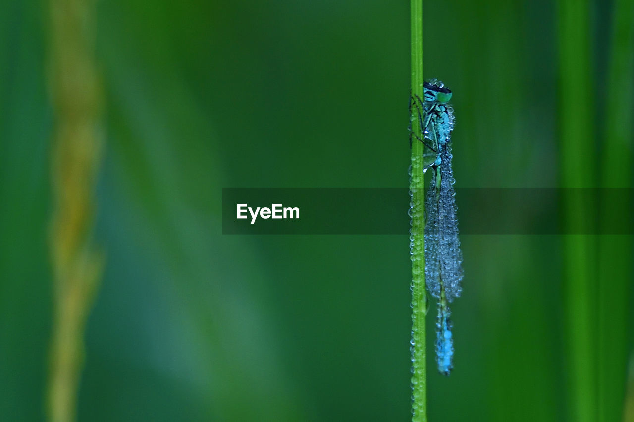 CLOSE-UP OF CATERPILLAR ON LEAF