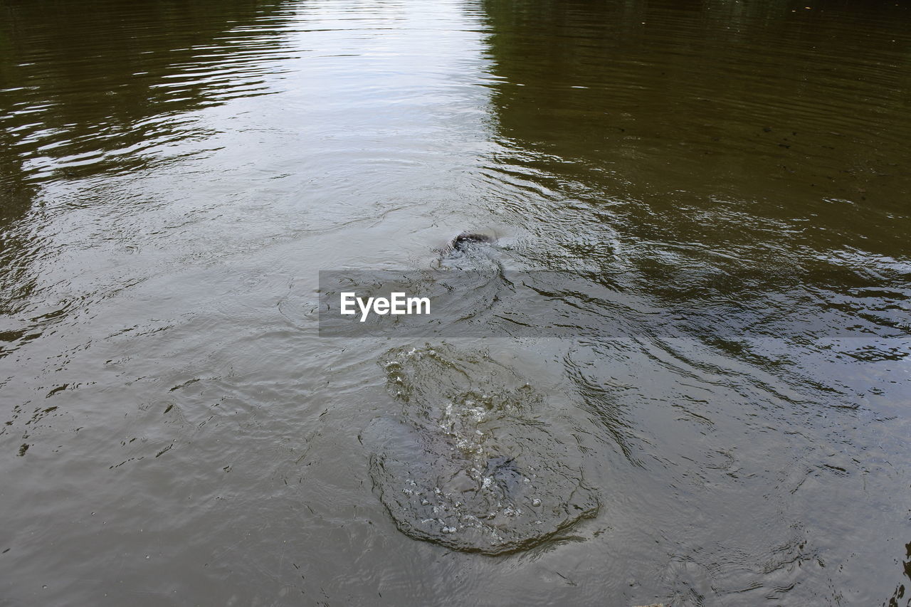 HIGH ANGLE VIEW OF CROCODILE IN WATER