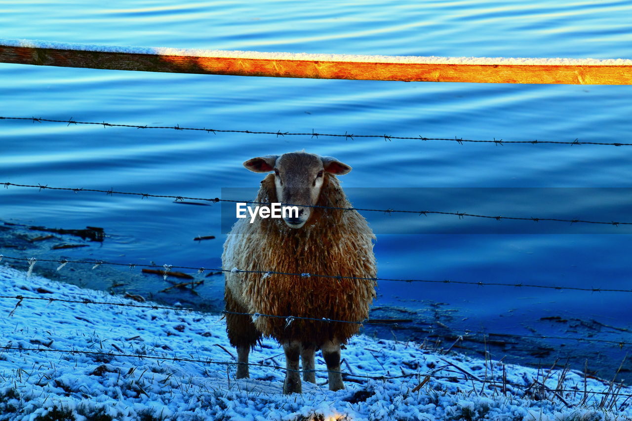 sheep standing on beach