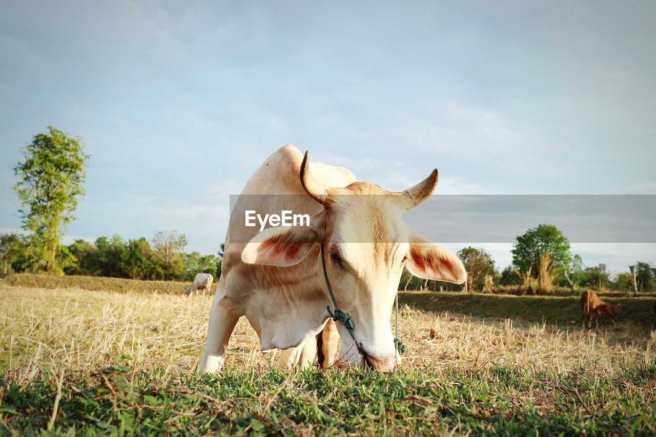 HORSE STANDING IN FIELD