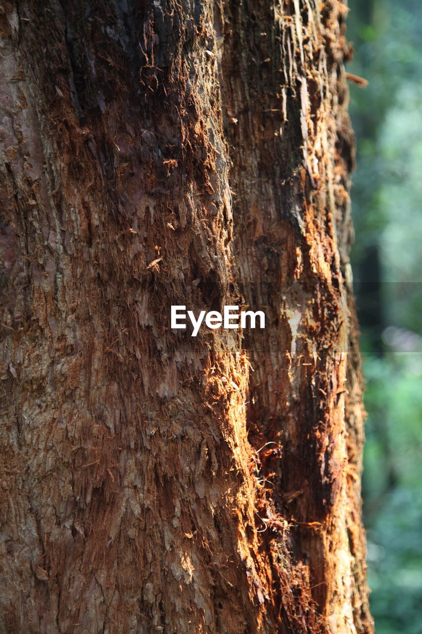 TREE TRUNK IN FOREST