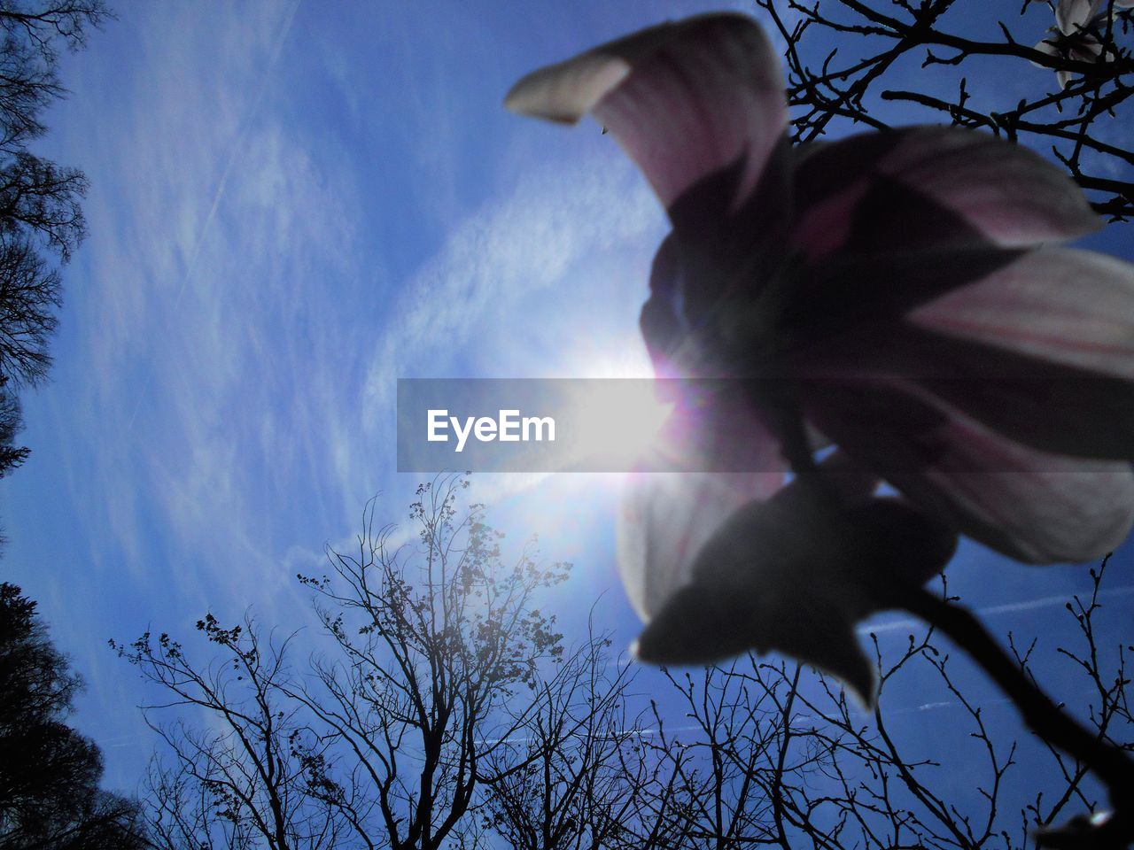 LOW ANGLE VIEW OF TREES AGAINST SKY