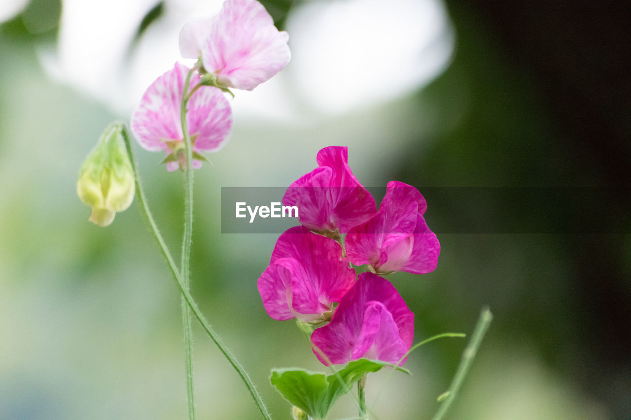 Close-up of pink flowering plant