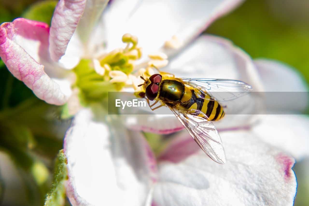 CLOSE-UP OF BEE ON FLOWER