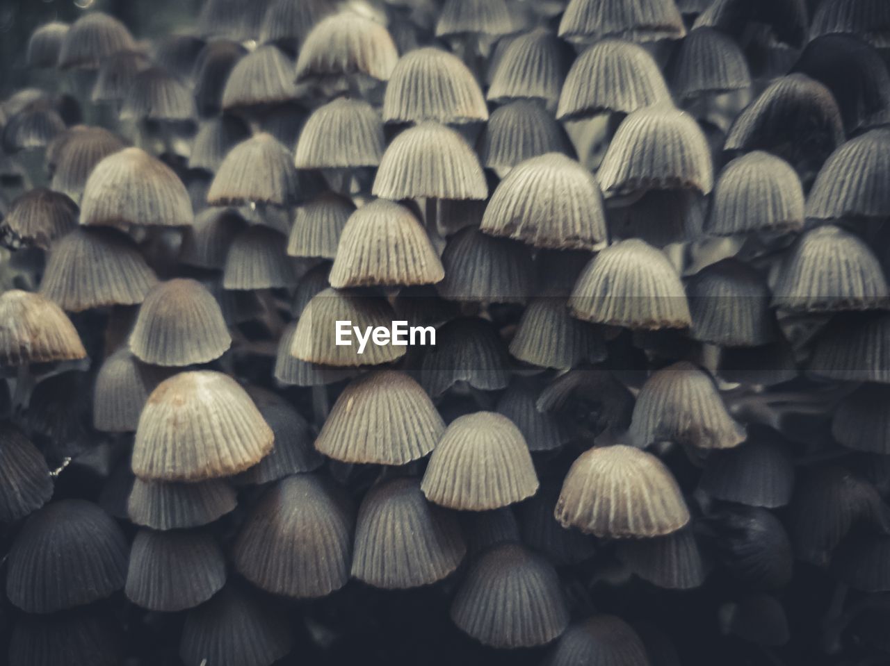 FULL FRAME SHOT OF MUSHROOM