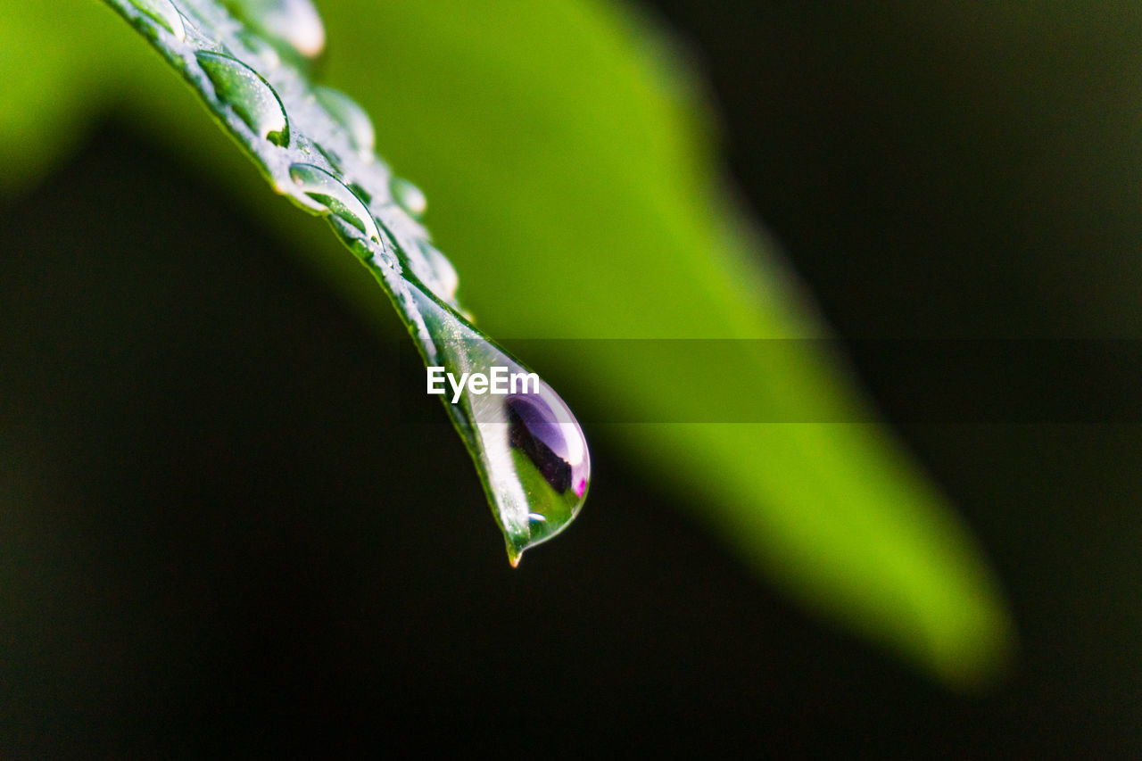 CLOSE-UP OF RAINDROPS ON PURPLE FLOWER