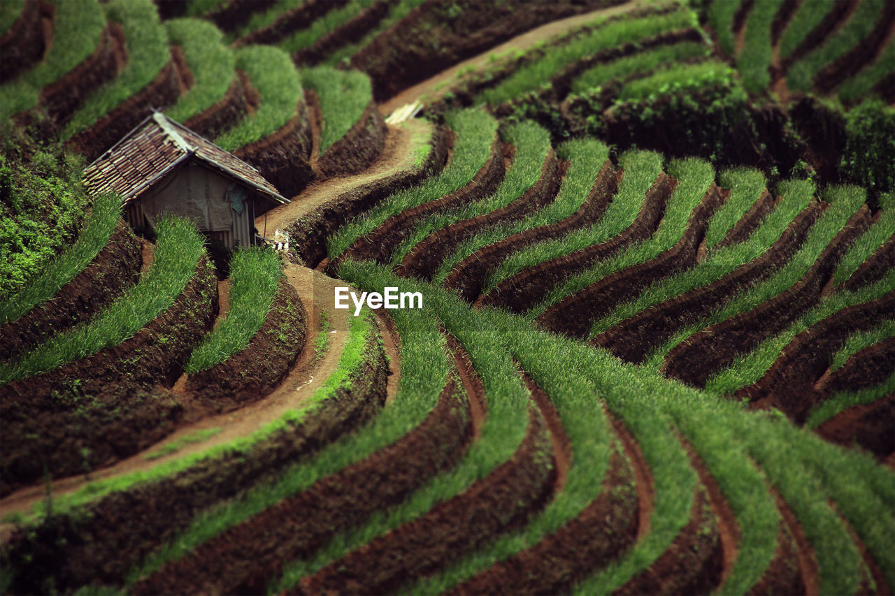 HIGH ANGLE VIEW OF RICE PADDY