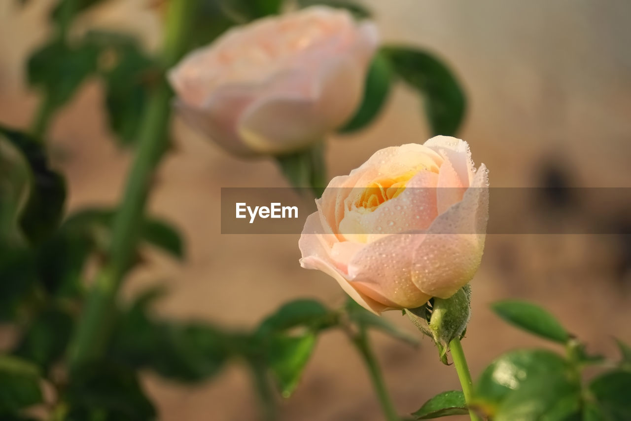 CLOSE-UP OF ROSE FLOWER