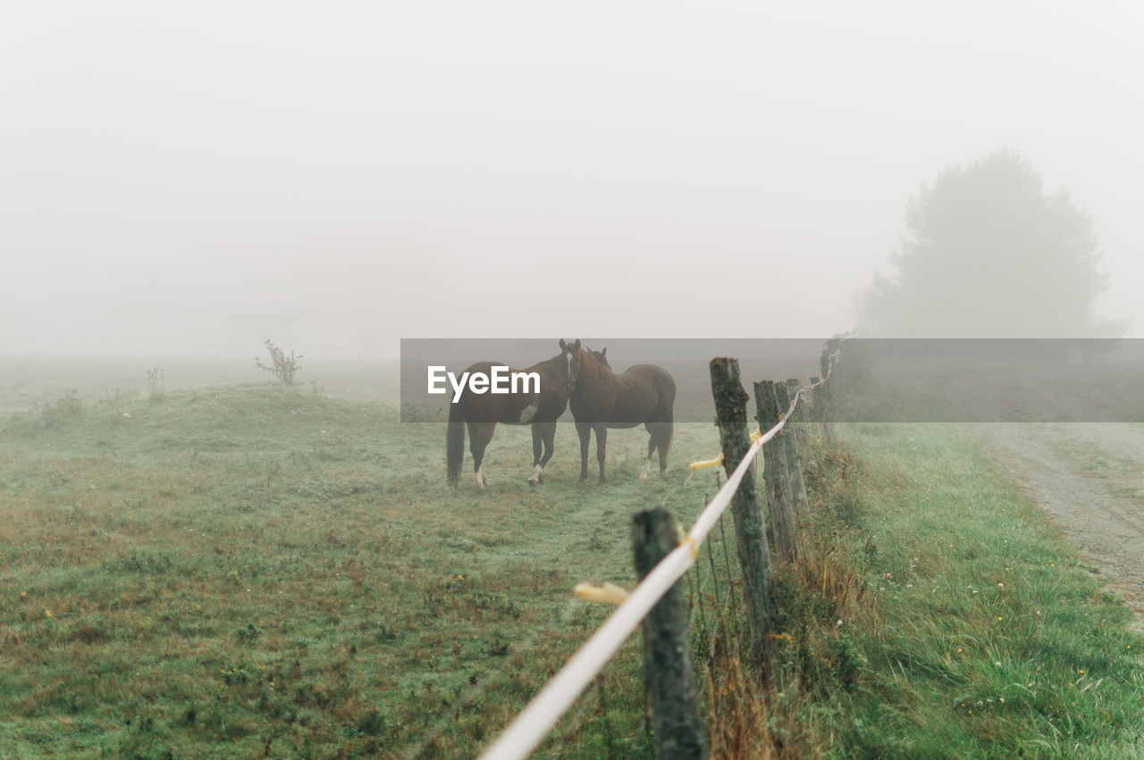 HORSES ON FIELD