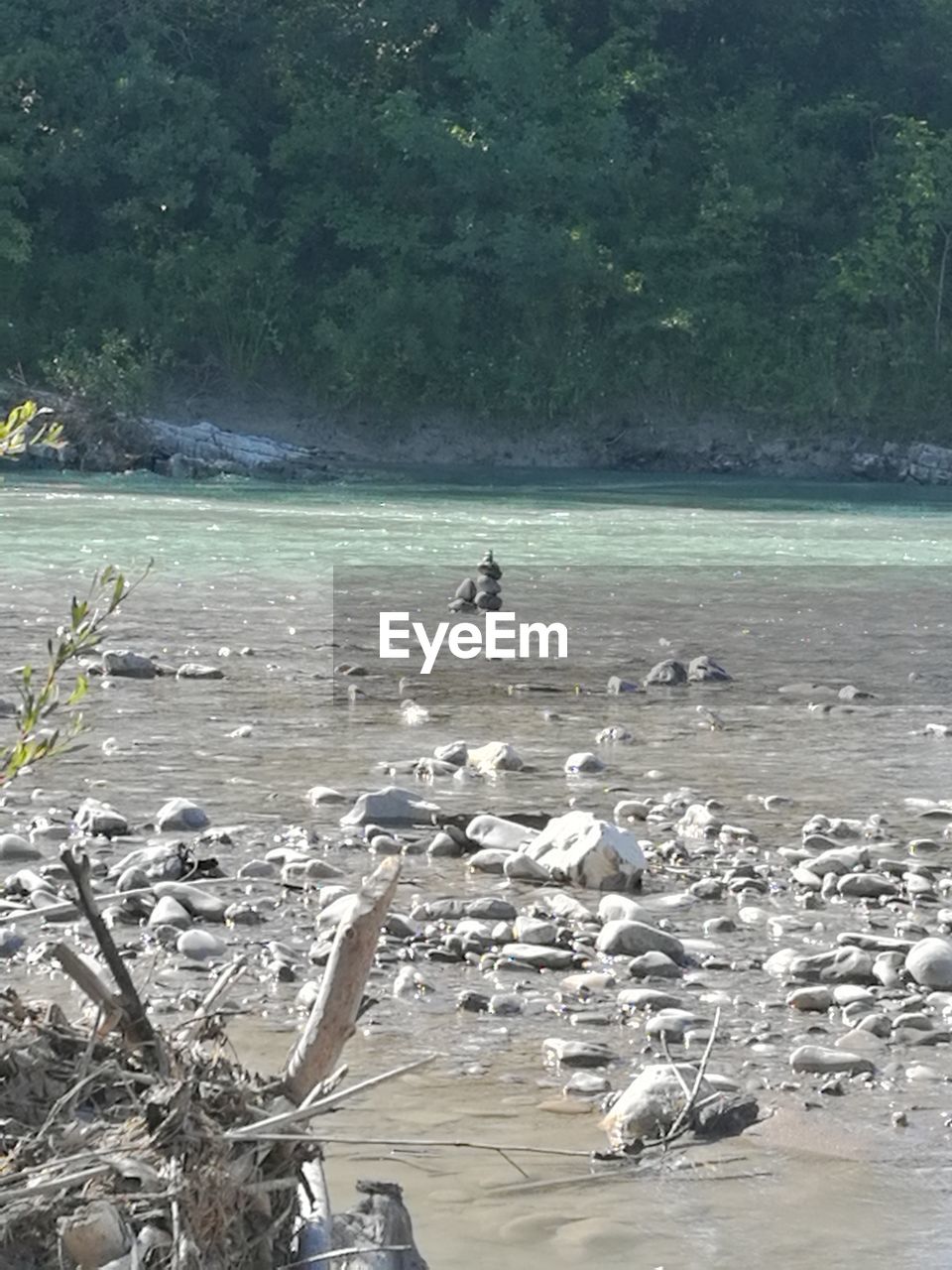 BIRDS IN A LAKE