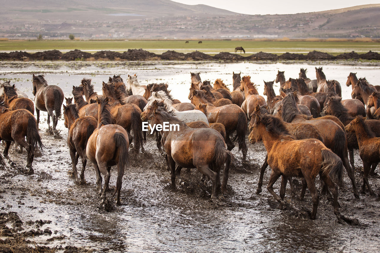 FLOCK OF SHEEP IN A WATER