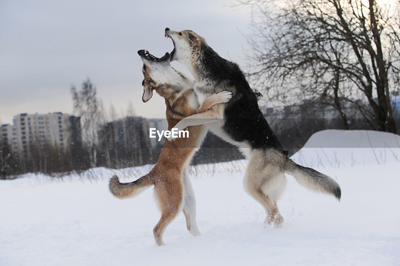 Dogs fighting on snow covered land