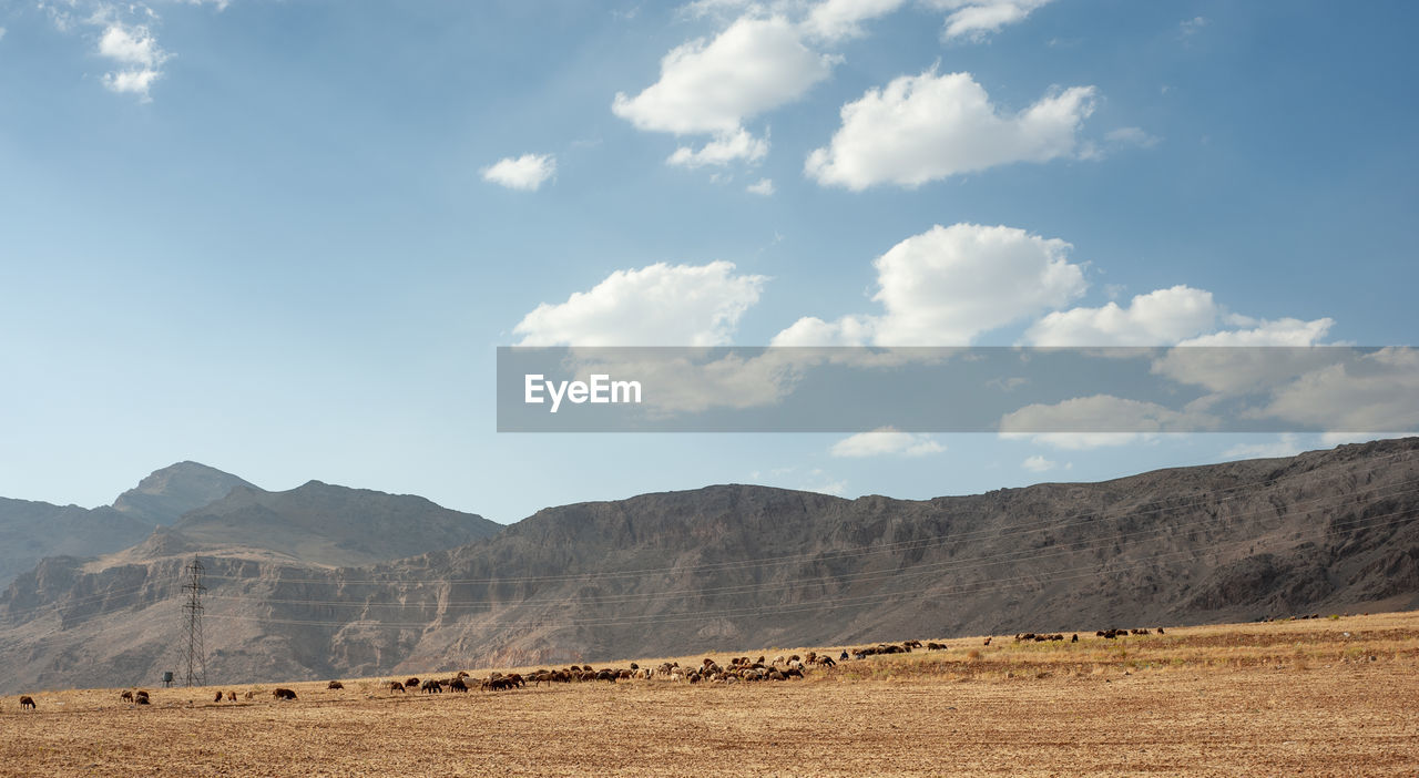 VIEW OF SHEEP ON LAND