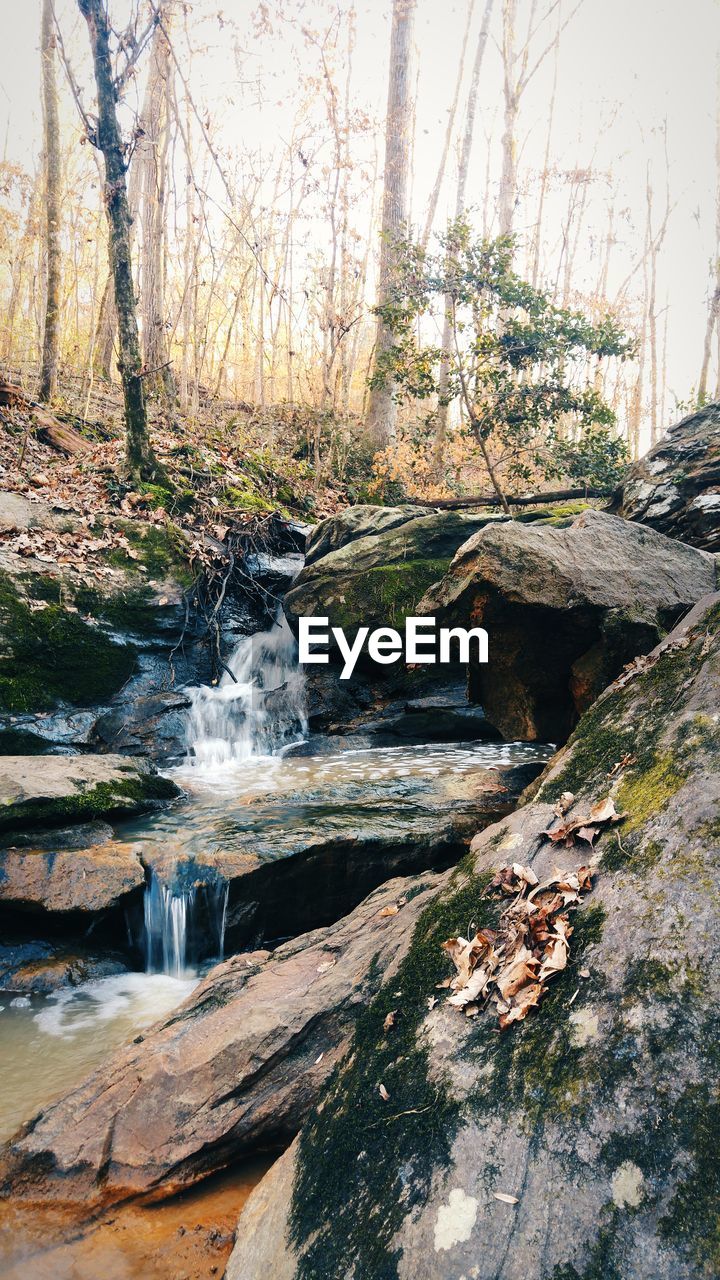 River flowing through forest