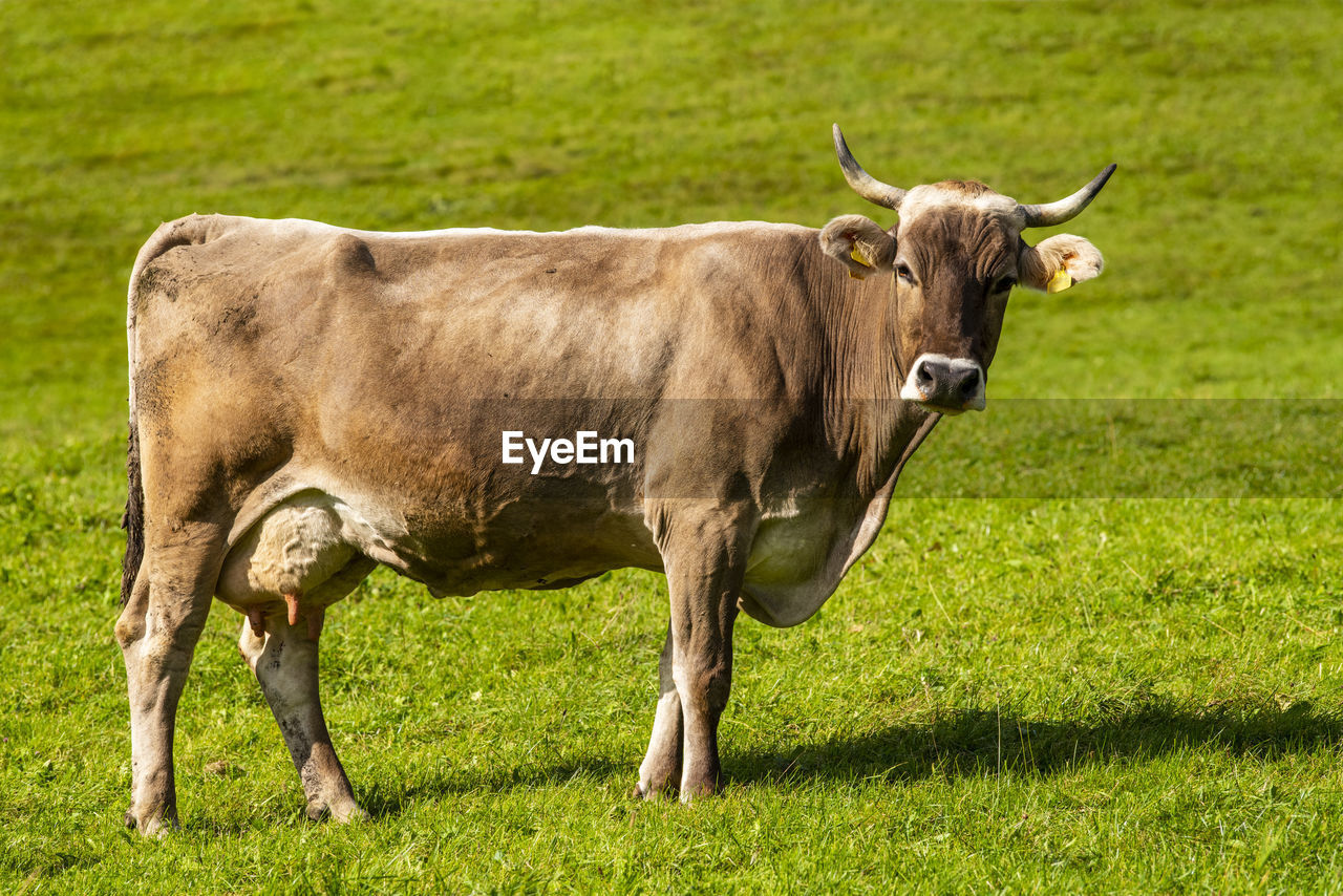 Portrait of single cow in meadow