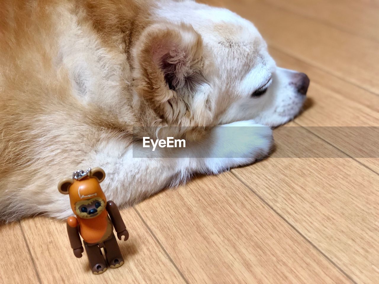 High angle view of dog sleeping on hardwood floor