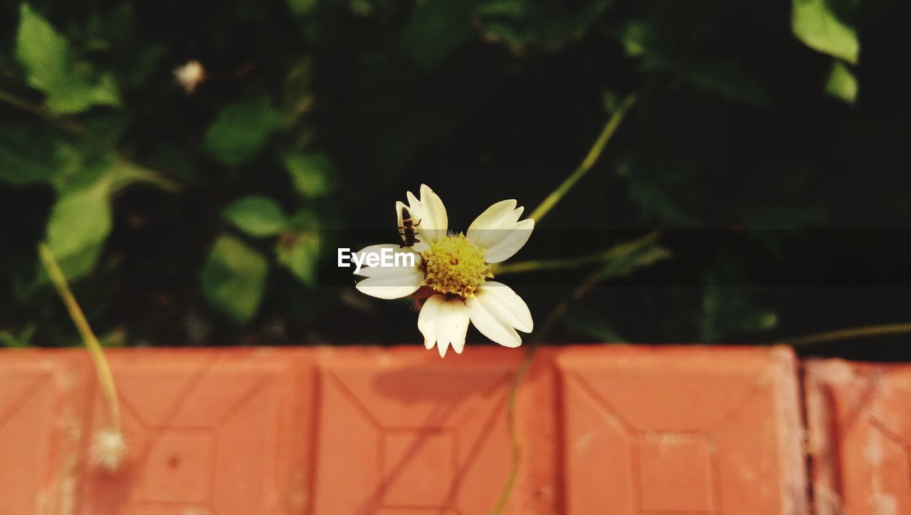 Close-up of daisy white flowering plant