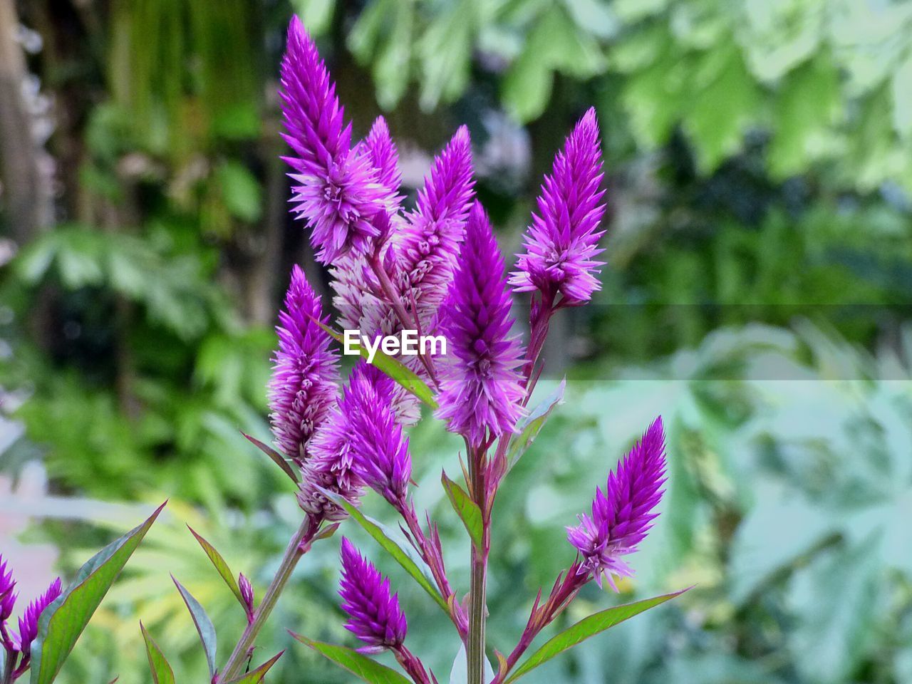 CLOSE-UP OF PURPLE FLOWERS