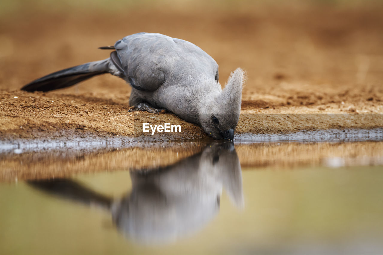 cropped hand of man with bird