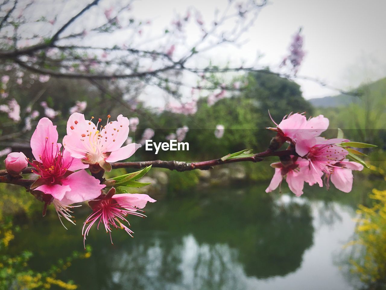 Close-up of pink flowers blooming against pond at park