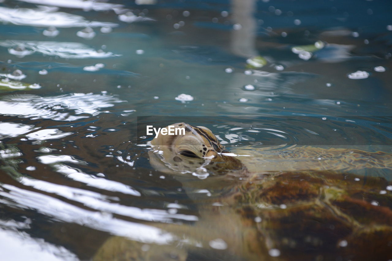 HIGH ANGLE VIEW OF DUCK IN LAKE