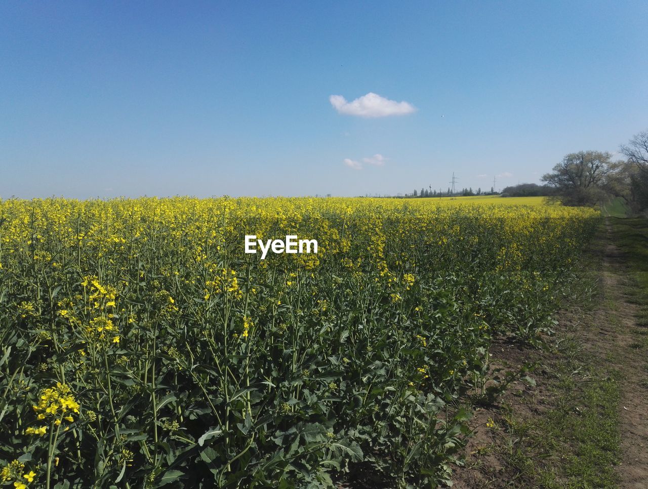 SCENIC VIEW OF OILSEED RAPE FIELD