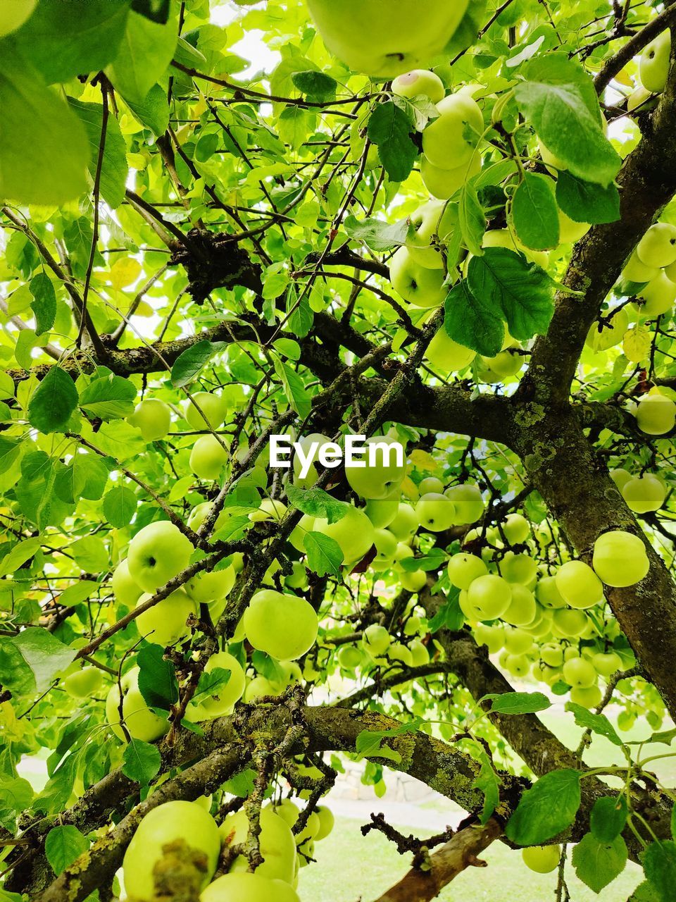 Low angle view of green apple tree
