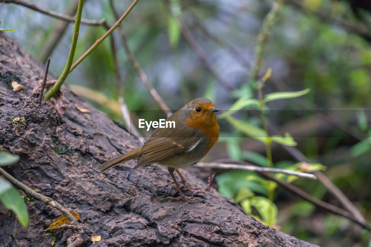 CLOSE-UP OF BIRD PERCHING ON TREE