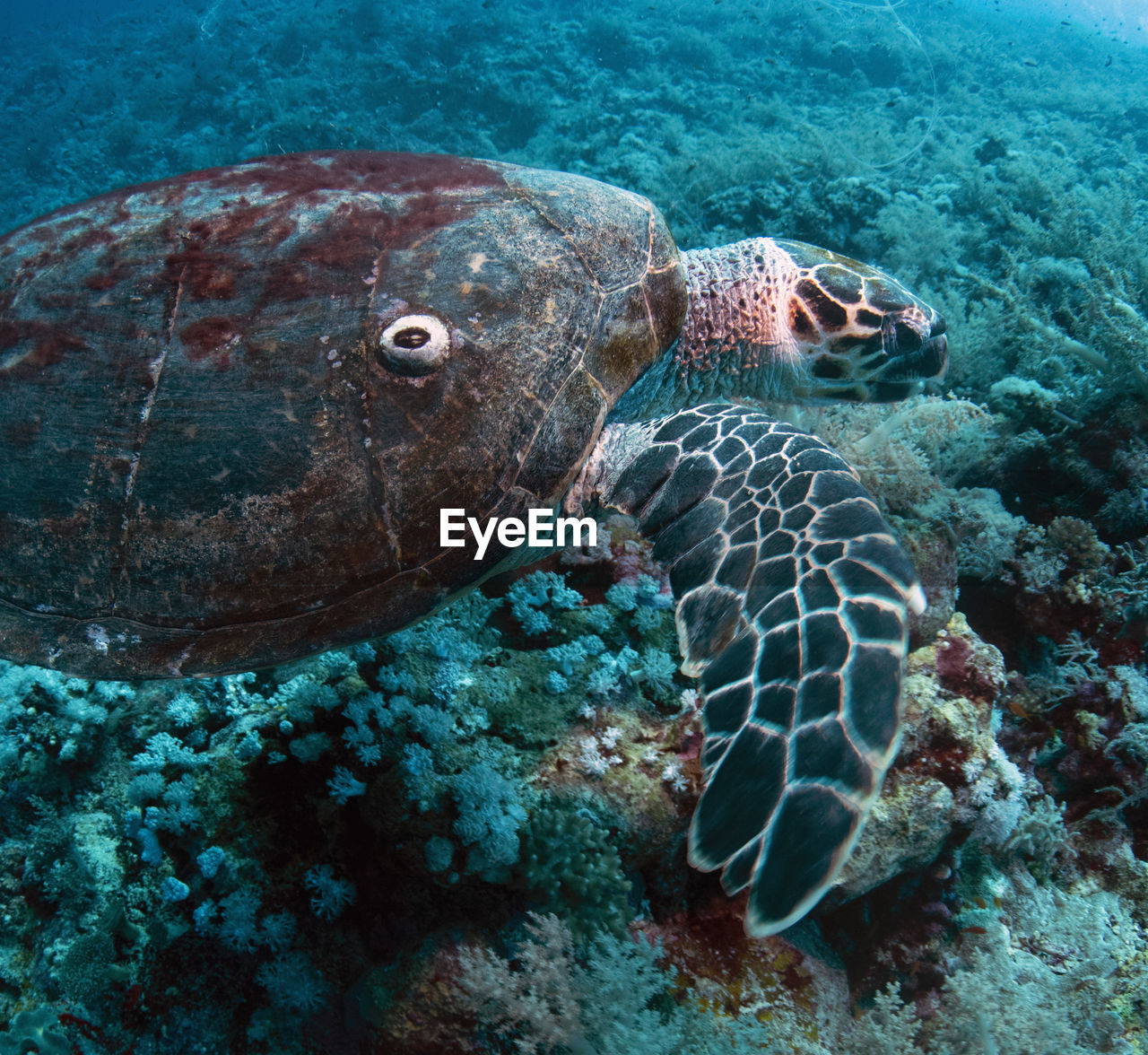 Red sea turtle